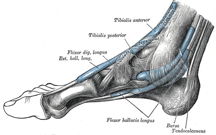 Image of Foot with condition Tarsal Tunnel Syndrome, Socal Foot Ankle Doctors, Tarsal Tunnel Syndrome